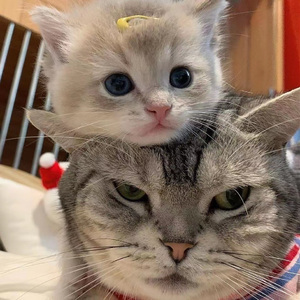 欧美亚洲精品无🈚视屏
